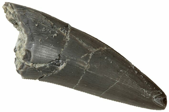 Serrated, Triassic Reptile (Postosuchus?) Tooth - Arizona #321062